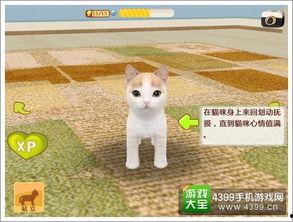 娱乐吃瓜君罗小猫,娱乐吃瓜界的“猫界网红”